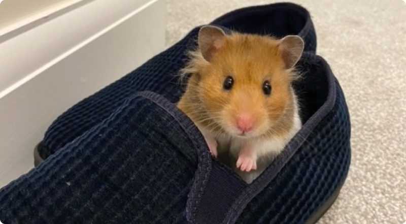 Foster a small pet Get involved Woodgreen